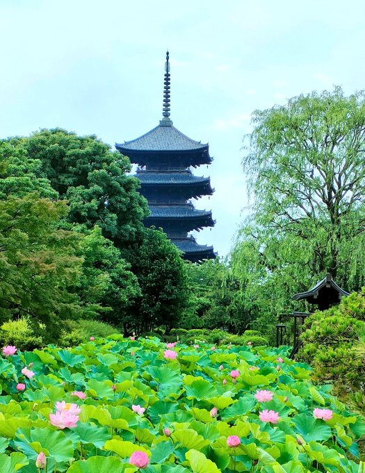 「植物 空」のTwitter画像/イラスト(新着)