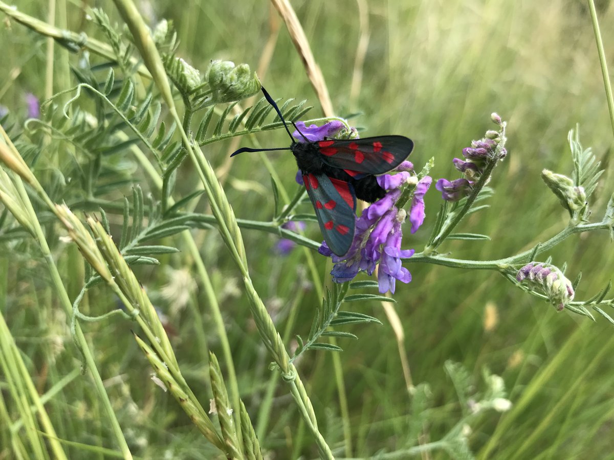 🦋 Today is International Day for Biodiversity - there are lots of ways to support Lewisham’s wildlife. 🦇 Find out more about how to get involved on our website. From stag beetles to bats, you can also explore our priority species: lewisham.gov.uk/inmyarea/opens…