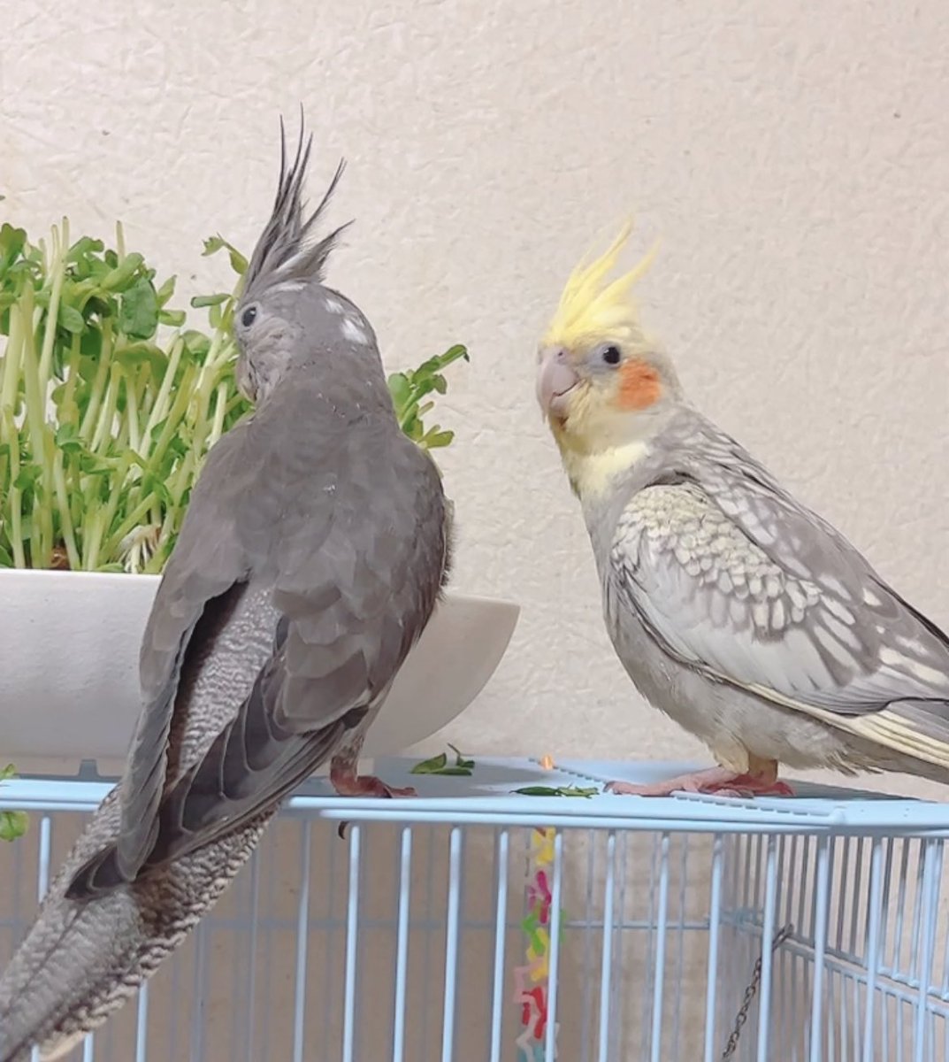 fujityooopink's tweet photo. ＃拡散希望　＃迷子鳥　＃オカメインコ
3月9日　＃兵庫県　＃川西市　より迷子　保護して頂いてる方や目撃情報ありましたらご連絡お待ちしてます　🙇‍♀️🏠🕊️
＃家族探してます　＃大阪府　＃池田市　＃箕面市　＃豊能町　＃伊丹市
まさおと申します https://t.co/7IrZEoYewt