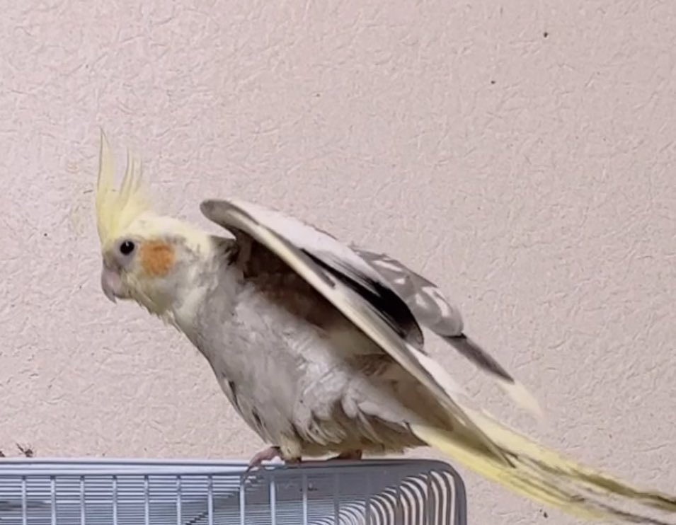 fujityooopink's tweet photo. ＃拡散希望　＃迷子鳥　＃オカメインコ
3月9日　＃兵庫県　＃川西市　より迷子　保護して頂いてる方や目撃情報ありましたらご連絡お待ちしてます　🙇‍♀️🏠🕊️
＃家族探してます　＃大阪府　＃池田市　＃箕面市　＃豊能町　＃伊丹市
まさおと申します https://t.co/7IrZEoYewt