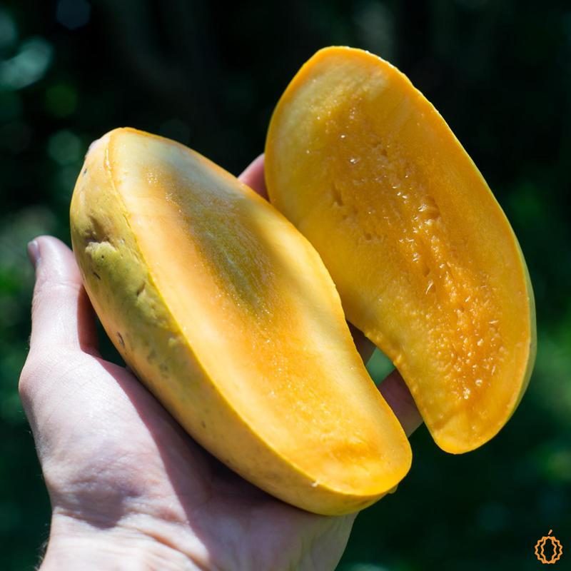 mubashar44bur's tweet photo. Wo puchna ye tha Doctor sahab k Mango ko bhi tissue se check kr sakty kia🤔
.
.
.
.
.
.

.
.

.

- #MangoLove
- #MangoSeason
- #MangoLovers
- #MangoFever
- #SweetMangoes
- #JuicyMangoes
- #MangoMania
- #MangoCraze
- #KingOfFruits
#dr #afan #DrAffanQaiser https://t.co/Asl9RxNVYn