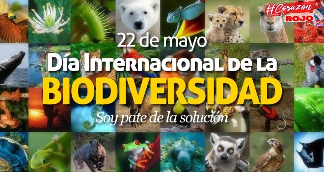 RedCorazonSi's tweet photo. Cada 22 de mayo se celebra el Día Mundial de la #Biodiversidad, se busca concientizar a la población mundial acerca de la importancia de los recursos biológicos, la flora y fauna así como la diversidad genética de cada una de ellas. #IzquierdaLatina #CorazónRojo. https://t.co/a4cnHUqJaU