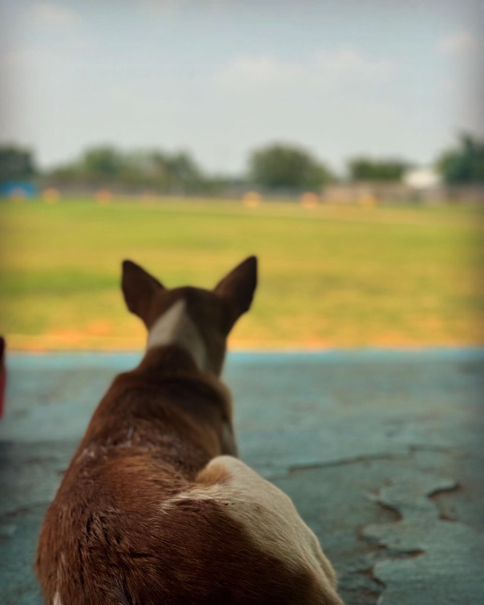 “So many bowlers in the ground but not a single ‘bowl’ for me!” 🐕