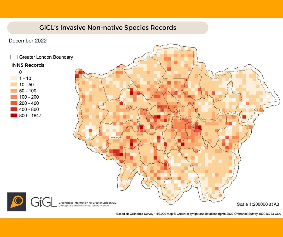 This week marks Invasive Species Week! Check out the heatmap of GiGL's invasive non-native species (INNS) records for London below. Check out @InvasiveSp for more information about how to correctly identify and tackle invasive species 🔍🌿#INNSweek