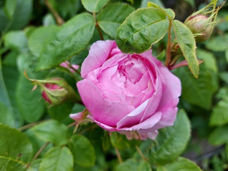 Good morning from the #roses  🩷 and a beautiful @DAustinRoses called Gertrude Jekyll 🩷

#RoseWednesday #RoseADay #roses #GardeningX #GardenRoses #Gardening