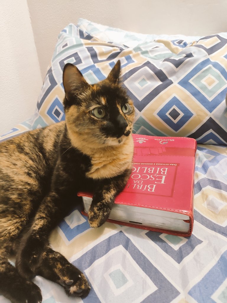 drikadejesus's tweet photo. @gatinarios Mellany, antes de dormir... 🥰 https://t.co/jBoY8BtKEA