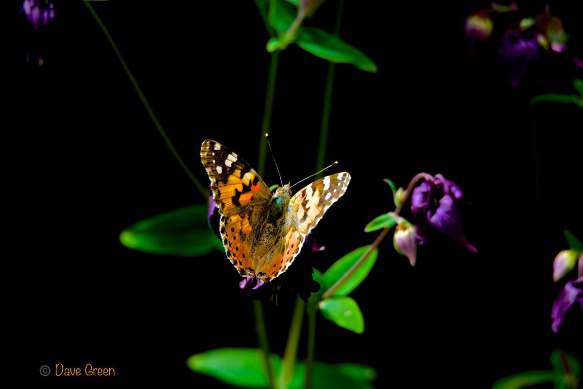 #Gardenersworld #nikonphotography @UKNikon @NikonEurope @NikonUSA @ThePhotoHour @MacroHour @TamronUK #flowerphotography #macrophotography @AP_Magazine #Butterflies Painted lady