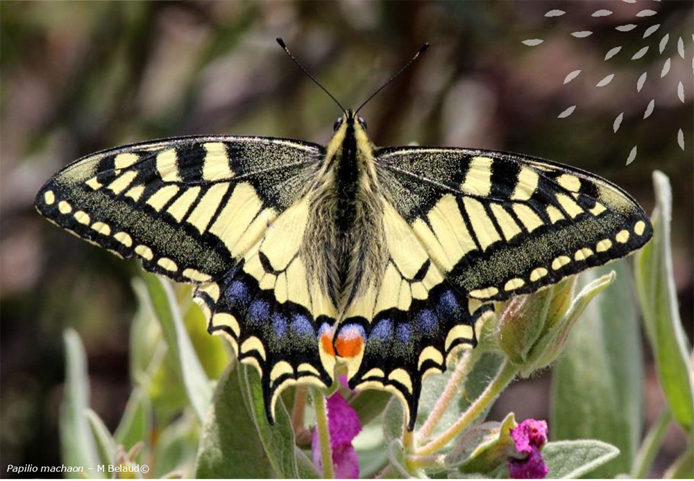 Partez à la découverte des papillons de jour présents au sein de la biodiversité du Fort Carré d' #antibes !🦋 🗓 Mercredi 29 mai à 14h (rdv sur le parking du Fort Carré) 👉 Sortie gratuite, encadrée et animée par un guide entomofaune 👉 Accessible aux enfants 🔗 + d'infos 👉