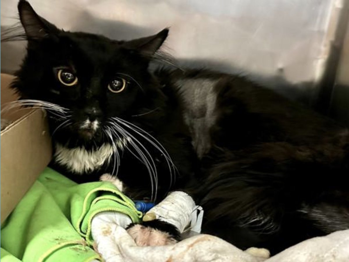 With a great pleasure i inform you that Sunny is safe and rescued by Save A Heartbeat Kitty Rescue💗💗🙌😺👏💗💗🥳🥳 thank you so much @emilypls_ 5 @JLthekid9999 10+100 =110 @suereidauthor 20 £ @AkamaiWahineQ 50 @shortisequal 10 @CarolynD72355 5 @karenkaren69 15 @JohnGil59519052