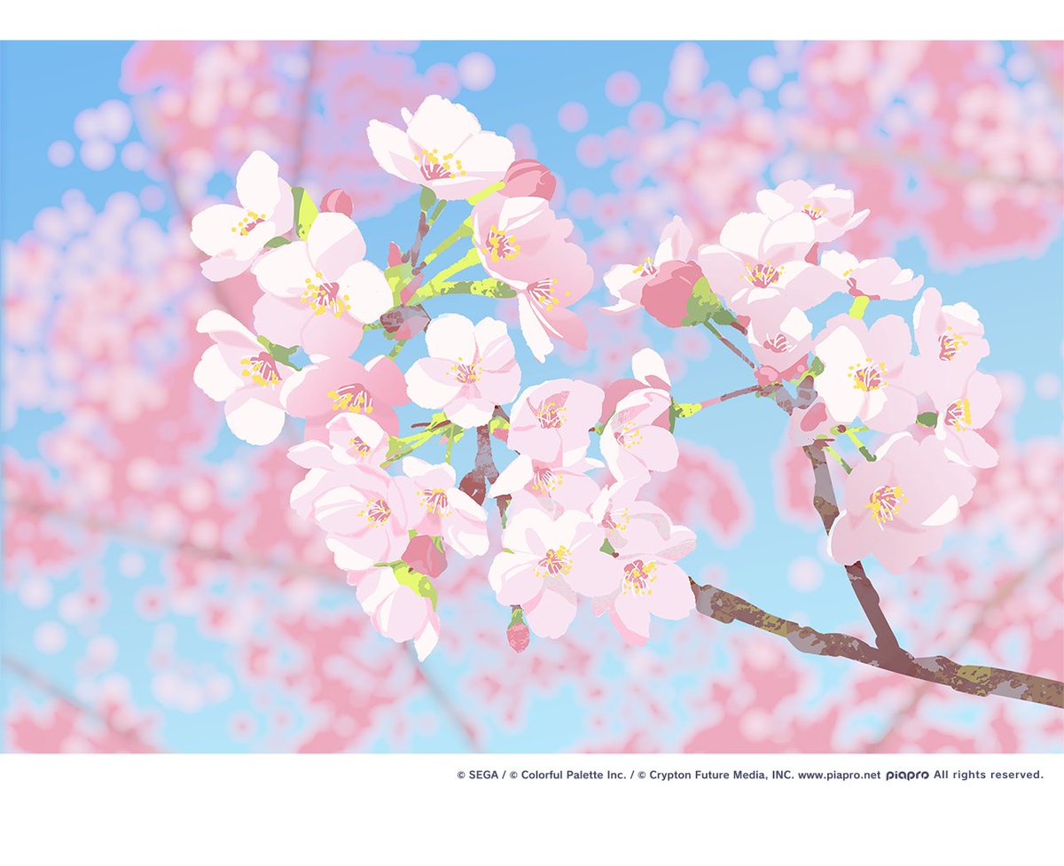 桜