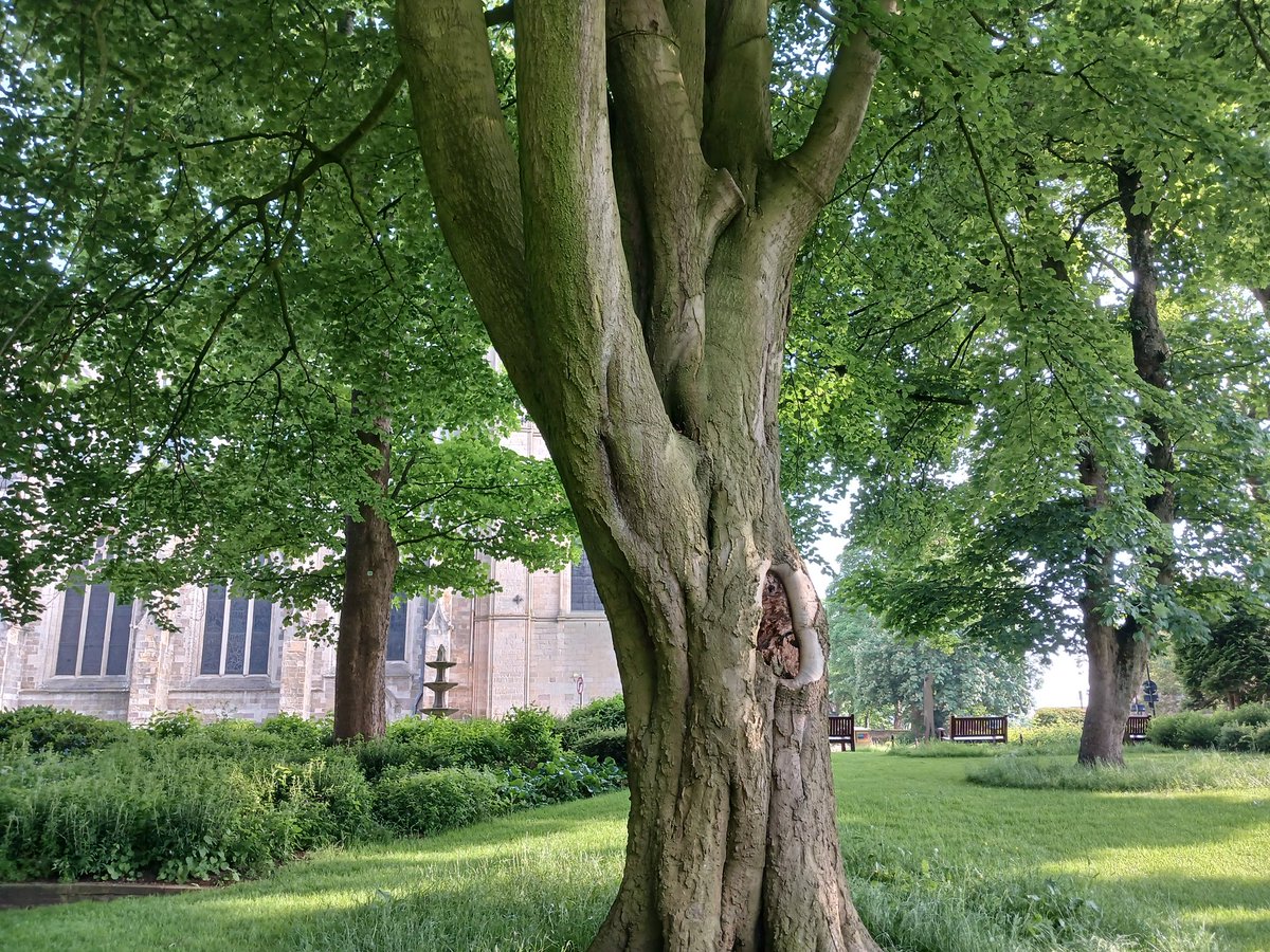 This is a 200 year old veteran beech tree, that #RiponCathedral want to fell for a cafe! There are no 'wholly exceptional circumstances.' We will keep fighting. @WoodlandTrust @WildlifeTrusts @YorksWildlife @nationaltrust @Natures_Voice @ChrisGPackham @paulpowlesland