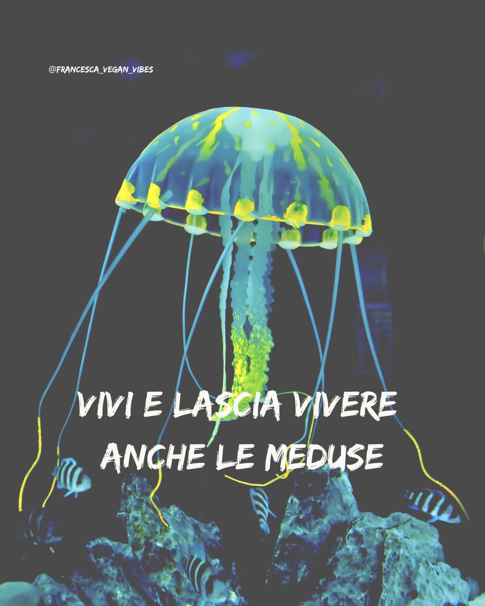 🏖️ Cosa fare in #spiaggia

🪼 Con l'inizio della stagione estiva, spesso si vedono persone e bambini che catturano #meduse e altri animali marini per metterli in secchielli e… lasciarli morire. 

(Segue)