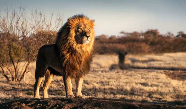 Impressive lion surveys his territory 🦁🐾🌞
#WildlifeWednesday #wildlifephotography #NatureBeauty