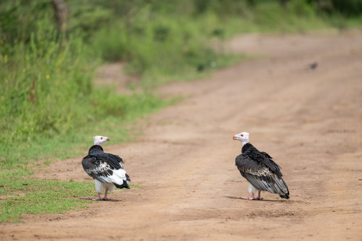 On the occasion of the International Day of Biological Diversity, we celebrate the rich and diverse ecosystems of Akagera National Park! The theme of this year is “Be part of the plan”. Enjoy this thread! Photos: @Gael_RVW