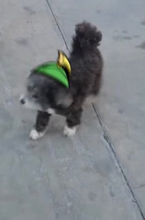 Woof woof 🐶 $MARVIN