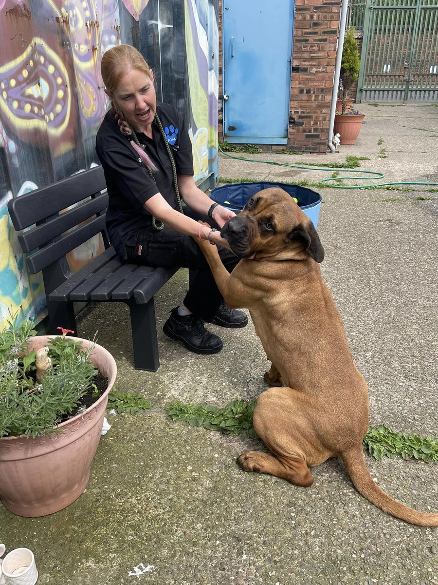 Please retweet to help RJ find a home #BIRKENHEAD #LIVERPOOL #UK AVAILABLE FOR ADOPTION, REGISTERED BRITISH CHARITY✅Boerboel Mastiff, aged 2. No history known. RJ is really struggling with kennel life and hates being left, we’re doing everything we can to make sure she’s loved