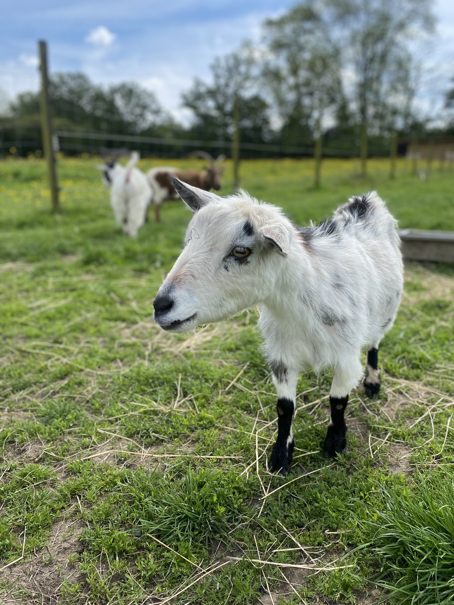 Mable is our smallest goat, but she’s also one of the craftiest! Our animal caregivers are outwitted on a daily basis by her – she escapes into the sheep paddock next-door to eat their food the moment the goat gate is opened even the tiniest bit! #goat #animalcharity