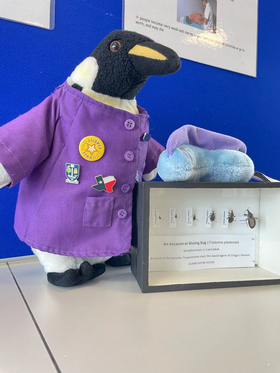 henry_science's tweet photo. Last week I volunteered at the Primary School Parasite Labs. Here I am learning all about #trypanosomes and #leishmania with @jezielbqi and @lvcarruthers π @Hammarton_lab @claireldonald @UofGSii https://t.co/S6LvuWVNj2