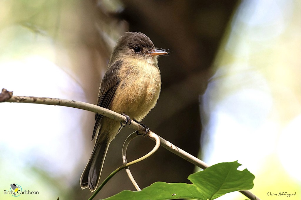 BirdsCaribbean's tweet photo. Endemic Bird of the Day, Day 149! 🦩🦉🦜 The dainty Lesser Antillean Pewee! 🇵🇷🇬🇵🇲🇶🇩🇲🇱🇨
For more feathery facts, activities 🧩 and free coloring page visit: https://t.co/2eal5Q0R9W
#CEBF #FromTheNest #ProtectInsectsProtectBirds #InternationalDayForBiodiversity https://t.co/y5Hi3Ruz3o