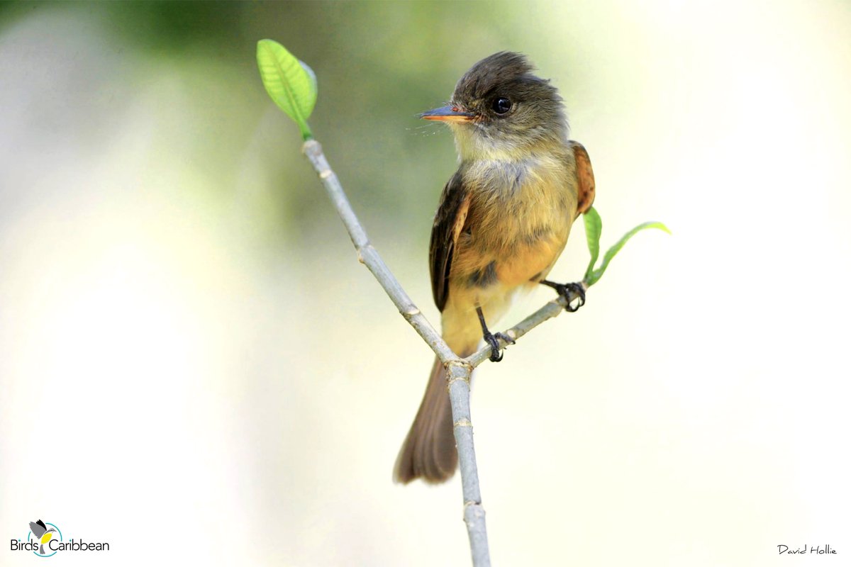 BirdsCaribbean's tweet photo. Endemic Bird of the Day, Day 149! 🦩🦉🦜 The dainty Lesser Antillean Pewee! 🇵🇷🇬🇵🇲🇶🇩🇲🇱🇨
For more feathery facts, activities 🧩 and free coloring page visit: https://t.co/2eal5Q0R9W
#CEBF #FromTheNest #ProtectInsectsProtectBirds #InternationalDayForBiodiversity https://t.co/y5Hi3Ruz3o