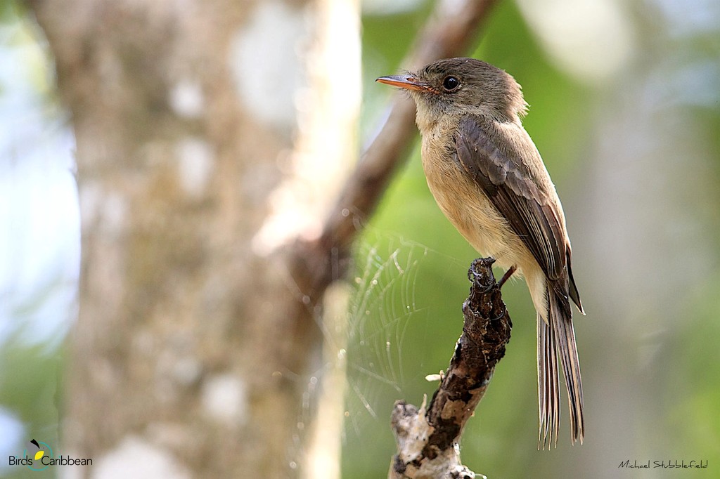 BirdsCaribbean's tweet photo. Endemic Bird of the Day, Day 149! 🦩🦉🦜 The dainty Lesser Antillean Pewee! 🇵🇷🇬🇵🇲🇶🇩🇲🇱🇨
For more feathery facts, activities 🧩 and free coloring page visit: https://t.co/2eal5Q0R9W
#CEBF #FromTheNest #ProtectInsectsProtectBirds #InternationalDayForBiodiversity https://t.co/y5Hi3Ruz3o