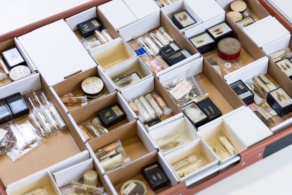 NatSciNMS's tweet image. On #InternationalDayForBiodiversity, let's hear it for all the museums working hard to curate &amp;amp; preserve these libraries of #biodiversity! 👏

Collections are ESSENTIAL for understanding our biodiversity &amp;amp; supporting conservation 🪲🔬🧬

#IDB2024 #BiodiversityDay #MuseumsMatter