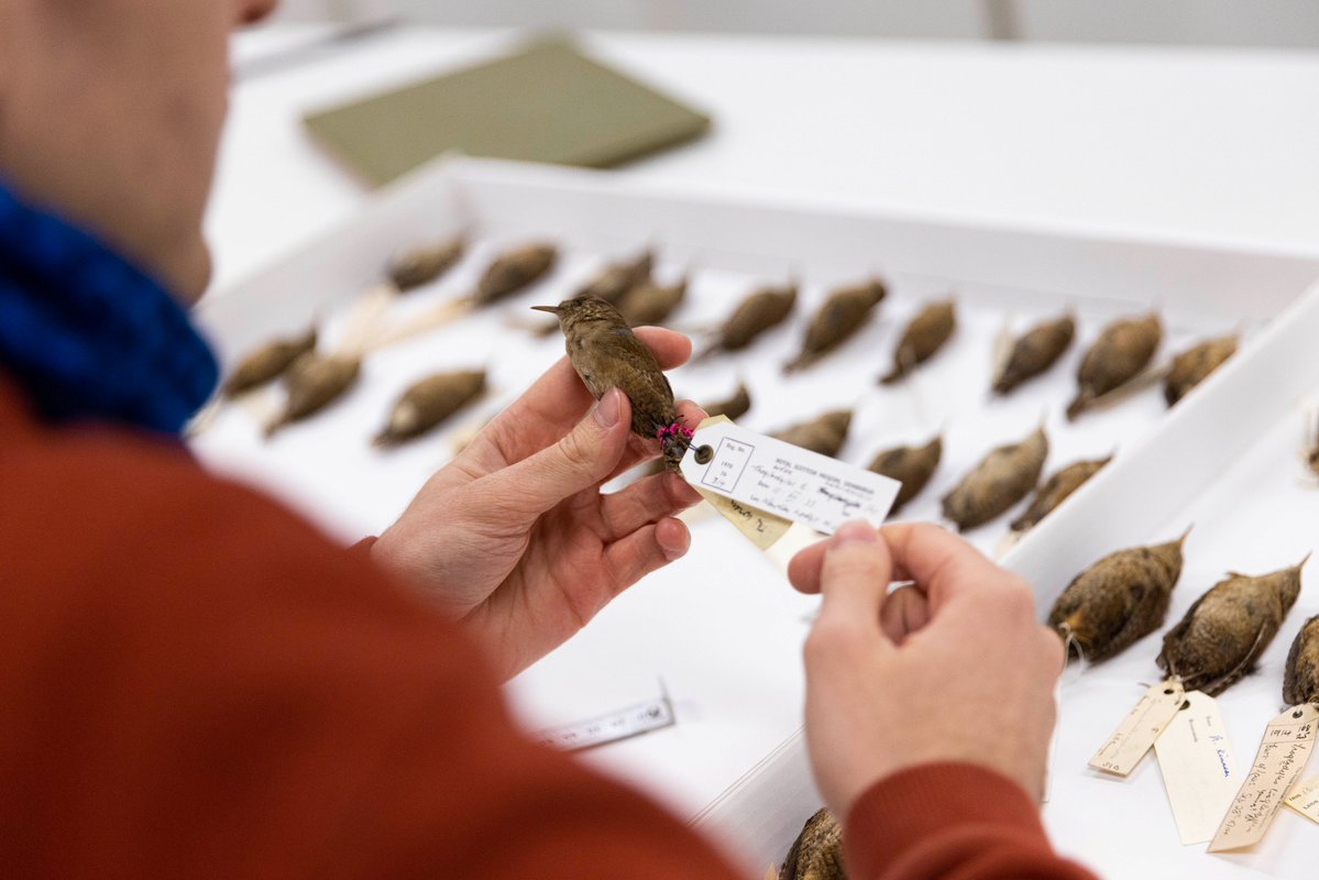 On #InternationalDayForBiodiversity, let's hear it for all the museums working hard to curate & preserve these libraries of #biodiversity! 👏

Collections are ESSENTIAL for understanding our biodiversity & supporting conservation 🪲🔬🧬

#IDB2024 #BiodiversityDay #MuseumsMatter