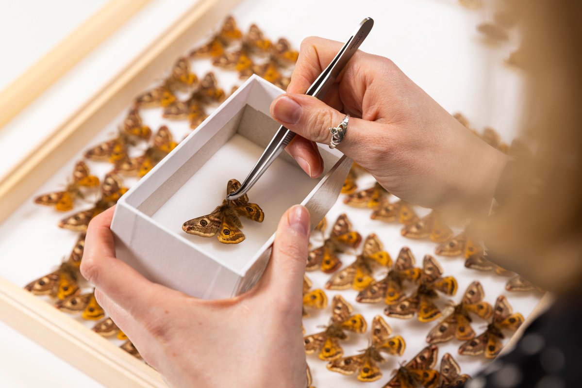 NatSciNMS's tweet image. On #InternationalDayForBiodiversity, let's hear it for all the museums working hard to curate &amp;amp; preserve these libraries of #biodiversity! 👏

Collections are ESSENTIAL for understanding our biodiversity &amp;amp; supporting conservation 🪲🔬🧬

#IDB2024 #BiodiversityDay #MuseumsMatter