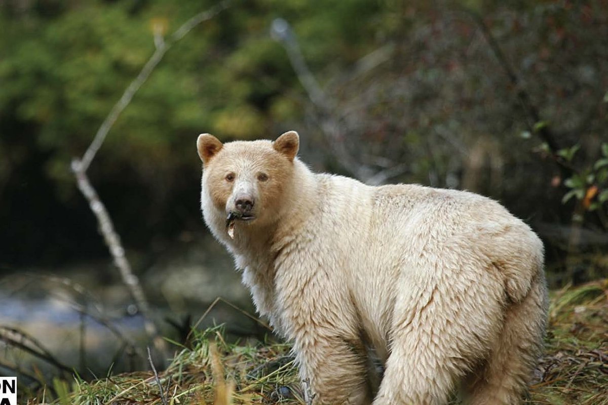 It is International Biodiversity Day! Visit the Great Bear Rainforest, the largest coastal temperate rainforest along the coast of British Columbia, Canada. You might even see a spirit bear🐻
bit.ly/3K99eqa
#InternationalBiodiversityDay #GreatBearRainforest #SpiritBear