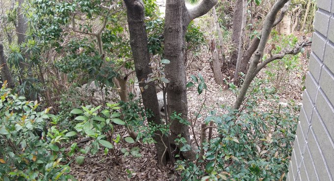 今日の庭ネコ

おわかり頂けるだろうか 