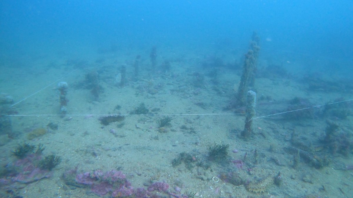 Un Equipo Operativo de Buceo de #UnidadDeBuceo De #Cádiz realiza inmersión sobre un posible pecio del s.XVIII, hundido a 12 metros de profundidad La vigilancia del Patrimonio Arqueológico Subacuático es una misión de la #Armada #SomosLaArmada🇪🇸⚓️ #DefendemosEspañaEnYDesdeLaMar