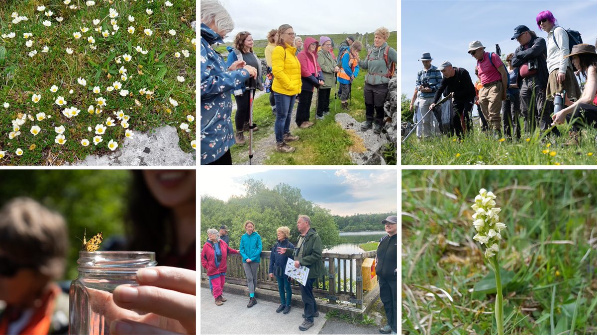 A feast of butterflies, moths, orchids & birdsong at week 3 of #Burren in Bloom. Huge thanks to guides Jesmond Harding @Butterfly_IE , Lynda Weekes & Tom and Nuala Lynch @BirdWatchIE . Last weekend of events coming up & still some tickets left but hurry- burreninbloom.com