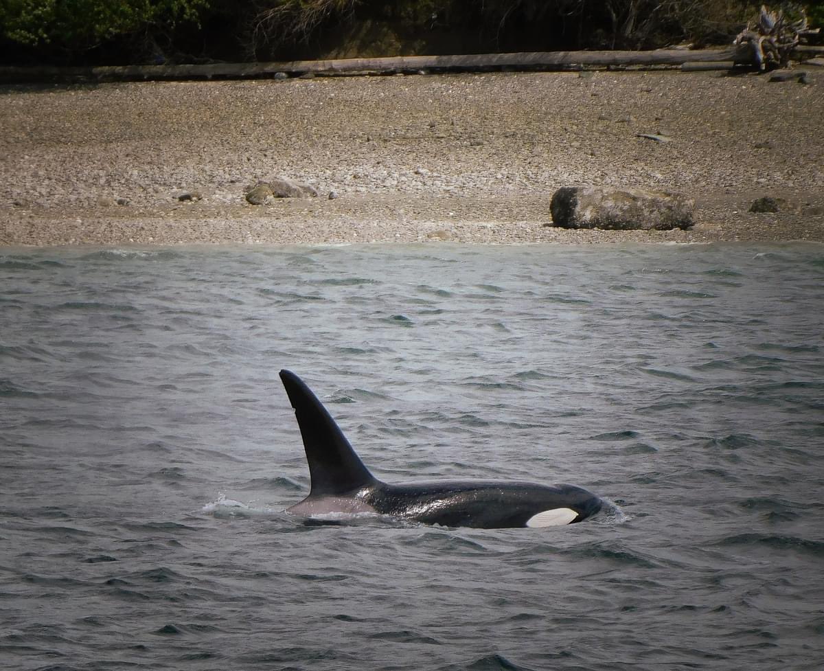 Fuck the whalers 
Fuck their industry
Fuck anyone who supports whaling
Fuck those who are trying to “boost demand” for whale meat

Haven’t used this in ages but #savethewhales