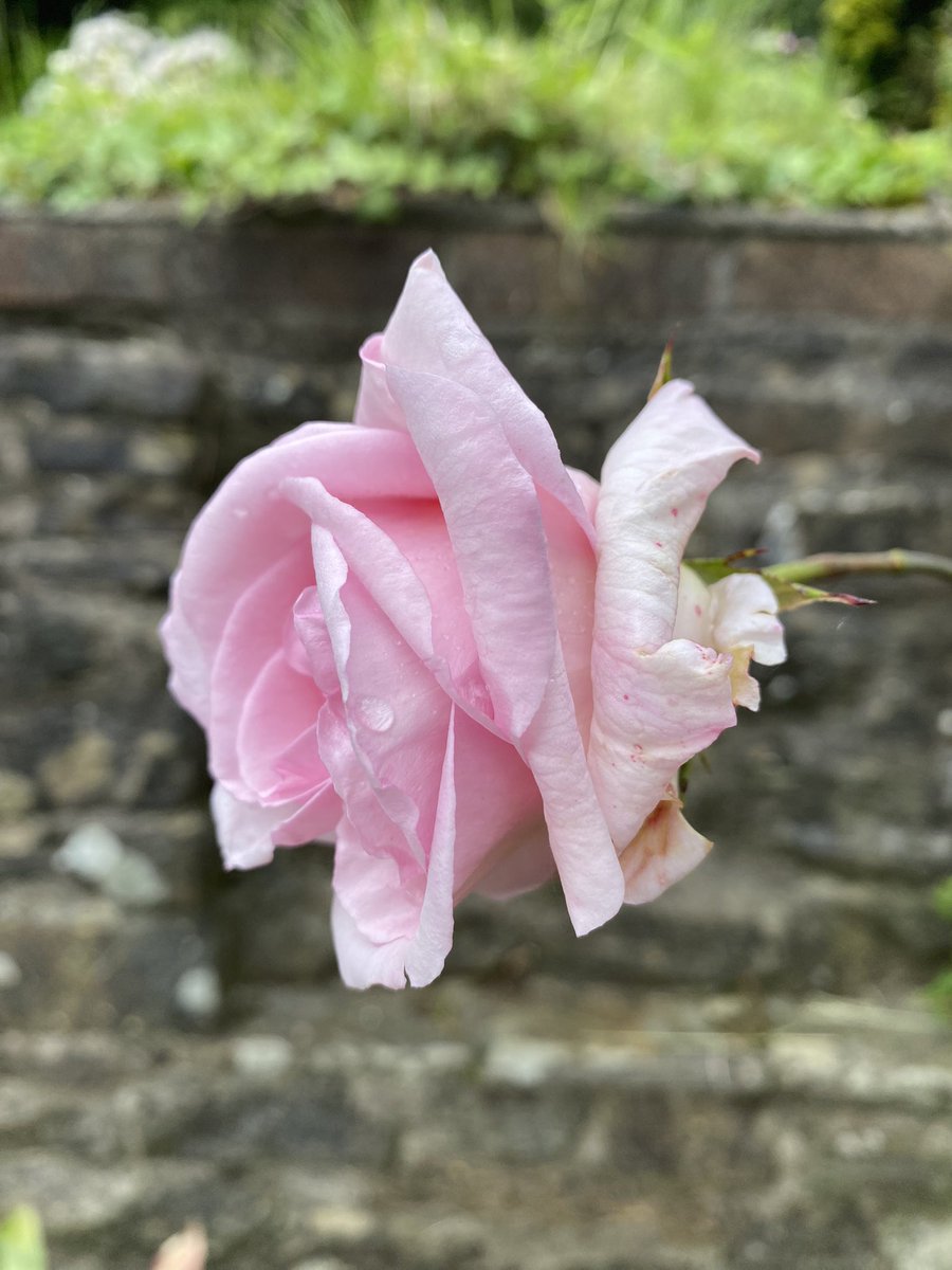 A rose in the garden this morning / rhosyn yn yr ardd y bore ‘ma 🌹❤️😊