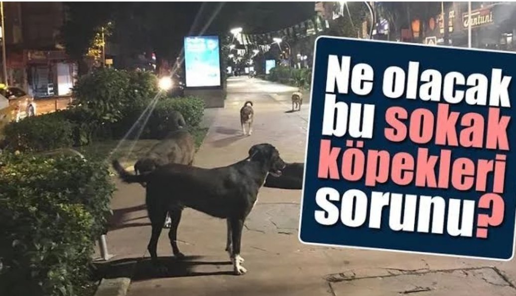 Başıboş sokak köpekleriyle ilgili yasa teklifi hazırlanıyor. 30 gün boyunca sahiplendirilemeyen köpeklerin iğne ile uyutulması öngörülüyor..