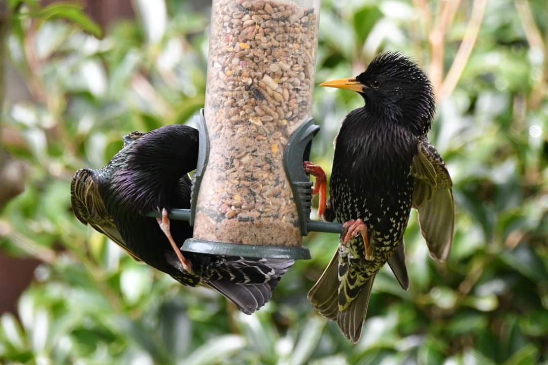 Starlings 
Bude Cornwall 〓〓 
#wildlife #nature #lovebude 
#bude #Cornwall #Kernow #wildlifephotography #birdwatching
#BirdsOfTwitter
#TwitterNatureCommunity
#Starling