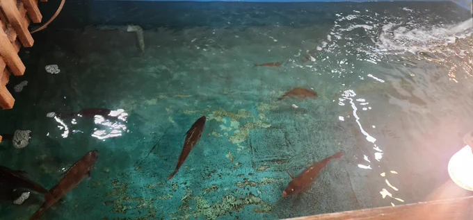 ワキャキャ