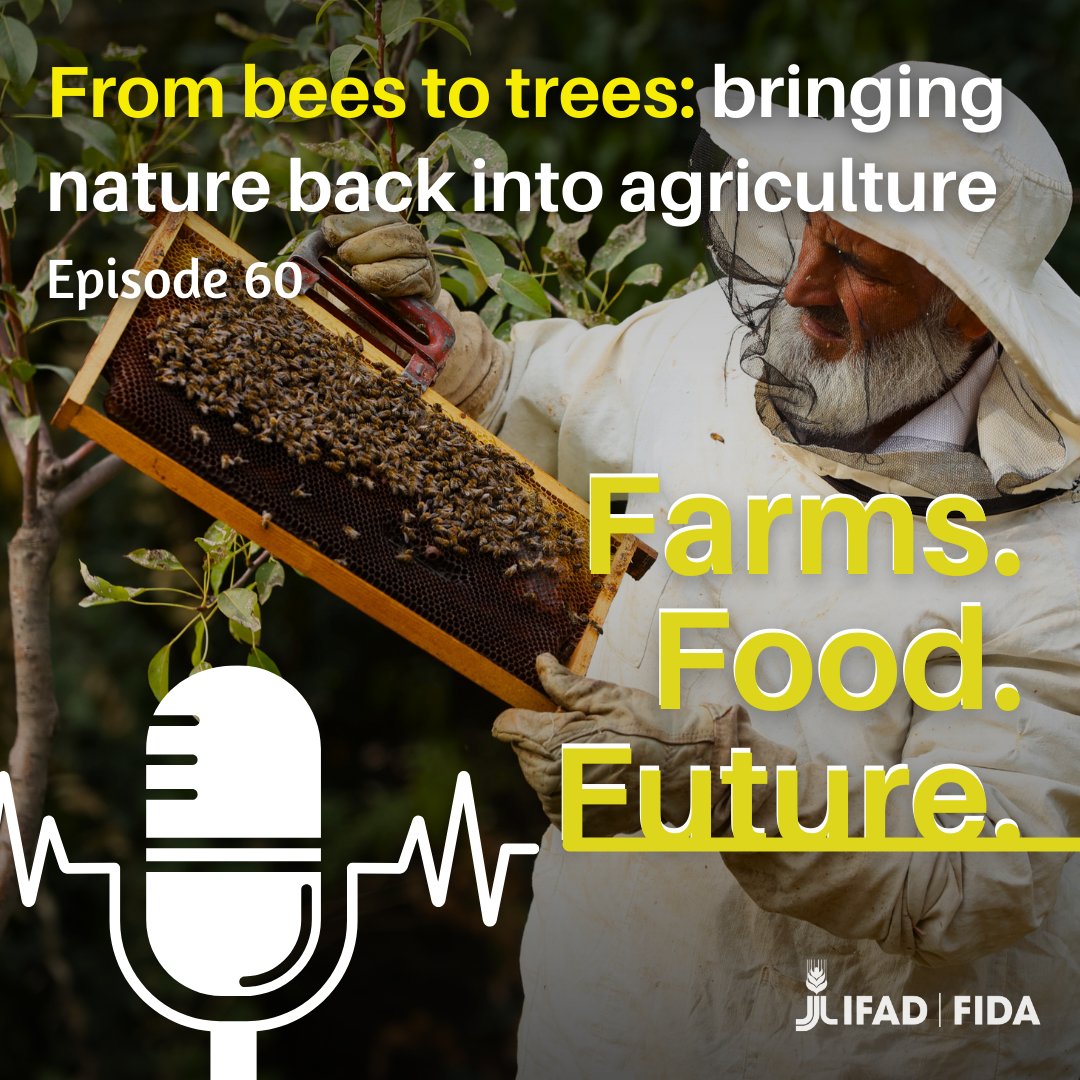 On #BiodiversityDay, tune into our podcast, "From Bees to Trees: Bringing Nature Back into Agriculture."🌳🐝Jestin Pauls from Aadhimalai &amp; Toda Montish delve into #sustainable harvesting &amp; #honey collection in the #Nilgiri Biosphere Reserve🇮🇳 #ForNature
🎧bit.ly/3WKUu8y