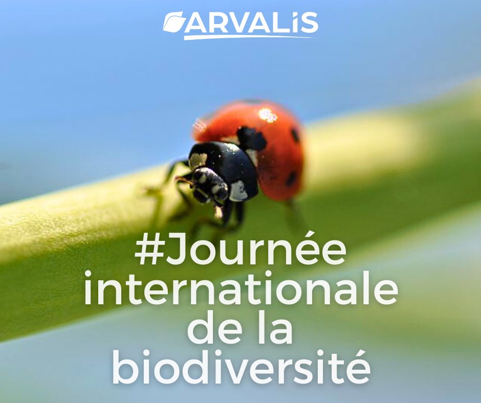 Aujourd'hui, c'est la Journée internationale de la #biodiversité ! 🌿🐞

La biodiversité s’est récemment imposée parmi les enjeux agricoles, à la manière du carbone il y a quelques années. 👩‍🌾

Que peut-on en attendre et quelles sont ses limites ? 
👉 ow.ly/t51i50RQFe3