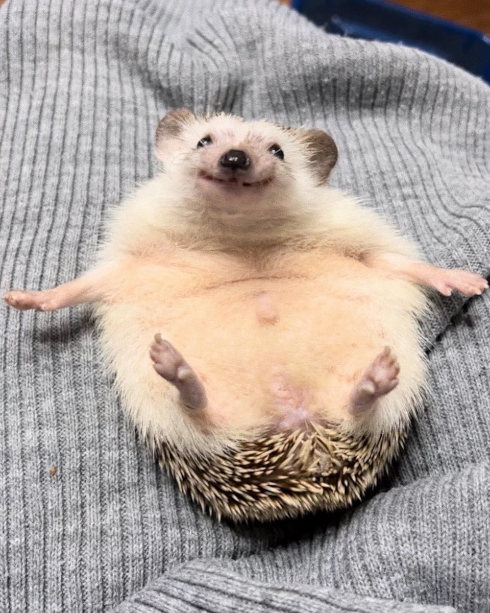 EliteTokensGG's tweet photo. literally me after succesfully destroying all the economy friendships with !rob https://t.co/JbY083YsOP