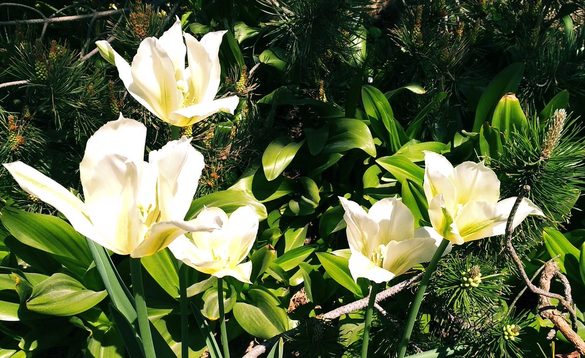 White tulips. Have a beautiful day y'all!🙋🌞🤍💚💛