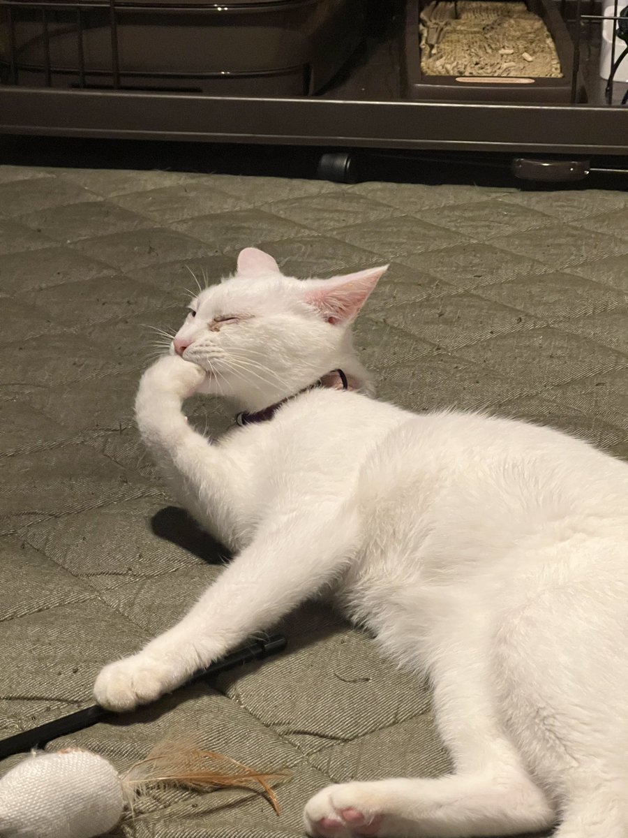 misako_aua's tweet photo. 最近家族が増えました✨
芥子ちゃん𓃠と小判くん🐈‍⬛です♡
初めての同居猫なのでお手柔らかにお願いします🙇🏻‍♀️ https://t.co/PUwh6DRluX