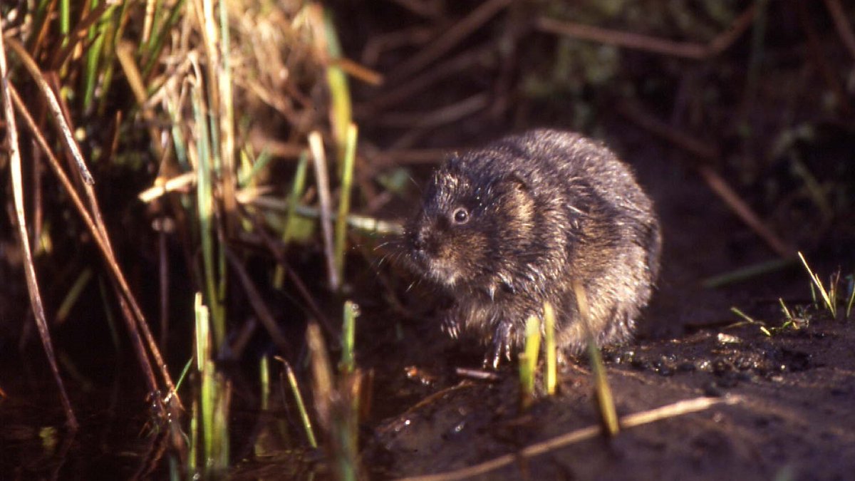 So, why are #AmericanMink a problem?
Mink are an introduced species which have become established in the wild in Britain. Our native wildlife has not evolved alongside them and some animals are very vulnerable to predation. One of the species most affected is the #watervole. 1/3