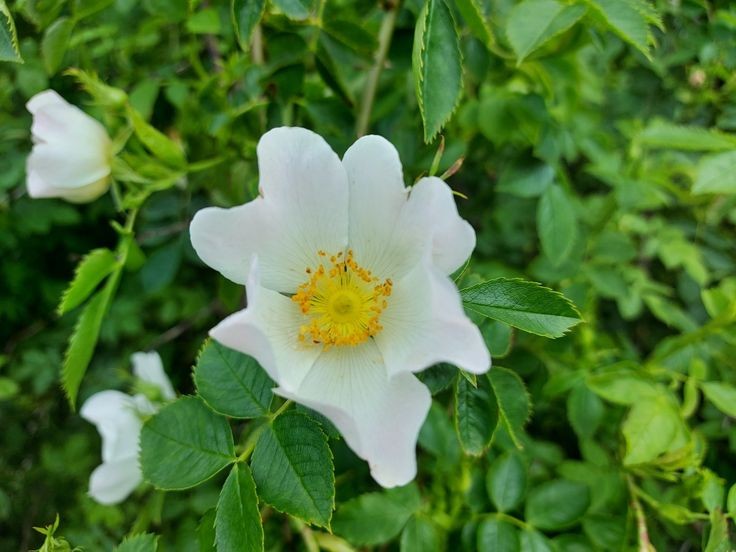 I noticed the Dog Roses beginning to bloom in the hedgerows 🌸

#roses #RoseWednesday #RoseADay #wildflowers #TwitterNatureCommunity #FlowersOfTwitter #FlowersOnX