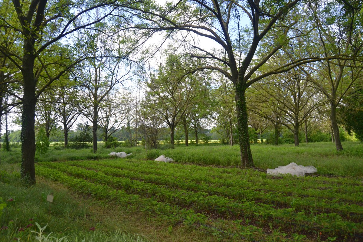 Sistema Agroforestal por <a href="/AgroofScop/">AGROOF SCOP</a> en Terres de Roumassouze (#Francia #France).
Horticultura en combinación especies forestales de alto valor (nogal híbrido, chopo, pauwlonia, fresno, serbal....). Son muchas las enseñanzas prácticas y lecciones de esta experiencia (20 años)