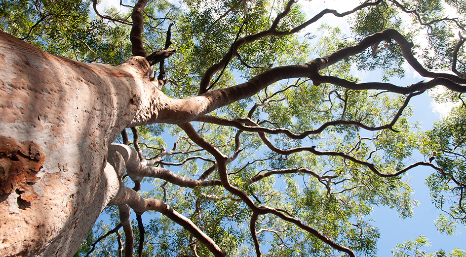 👀 🌳 Urgent call for public help! Researchers need you to help assess the damage to local vegetation caused by the State’s record-shattering summer of heat. 😎 #UWA @UWAresearch @CWSS_UWA Find out more: bit.ly/3Kbc8e1