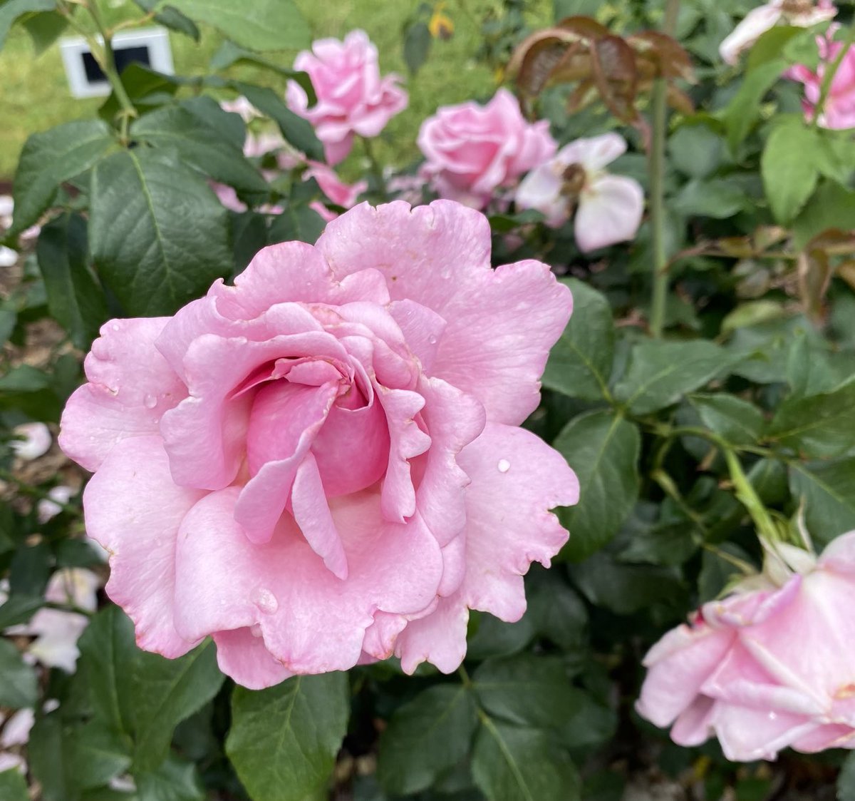 It seems fitting to post the Memorial Day rose for #RoseWednesday. Remembering the fallen. #Flowers #GardeningX #MasterGardener