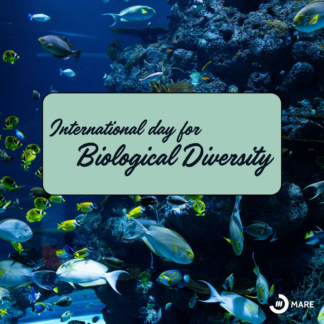 Happy International day for Biological Diversity! 🐦🐙🐢🦈🌿 At MARE, we are proud to work with a huge diversity of marine and terrestrial organisms, contributing to their conservation and the sustainability of our planet! 🌍