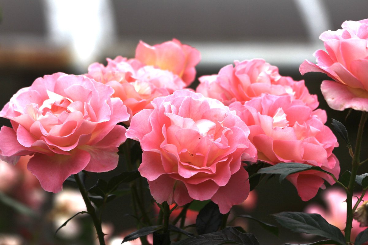 こんばんは😌 ピンクの薔薇をお裾分け♪ #photography #TLを花でいっぱいにしよう #薔薇