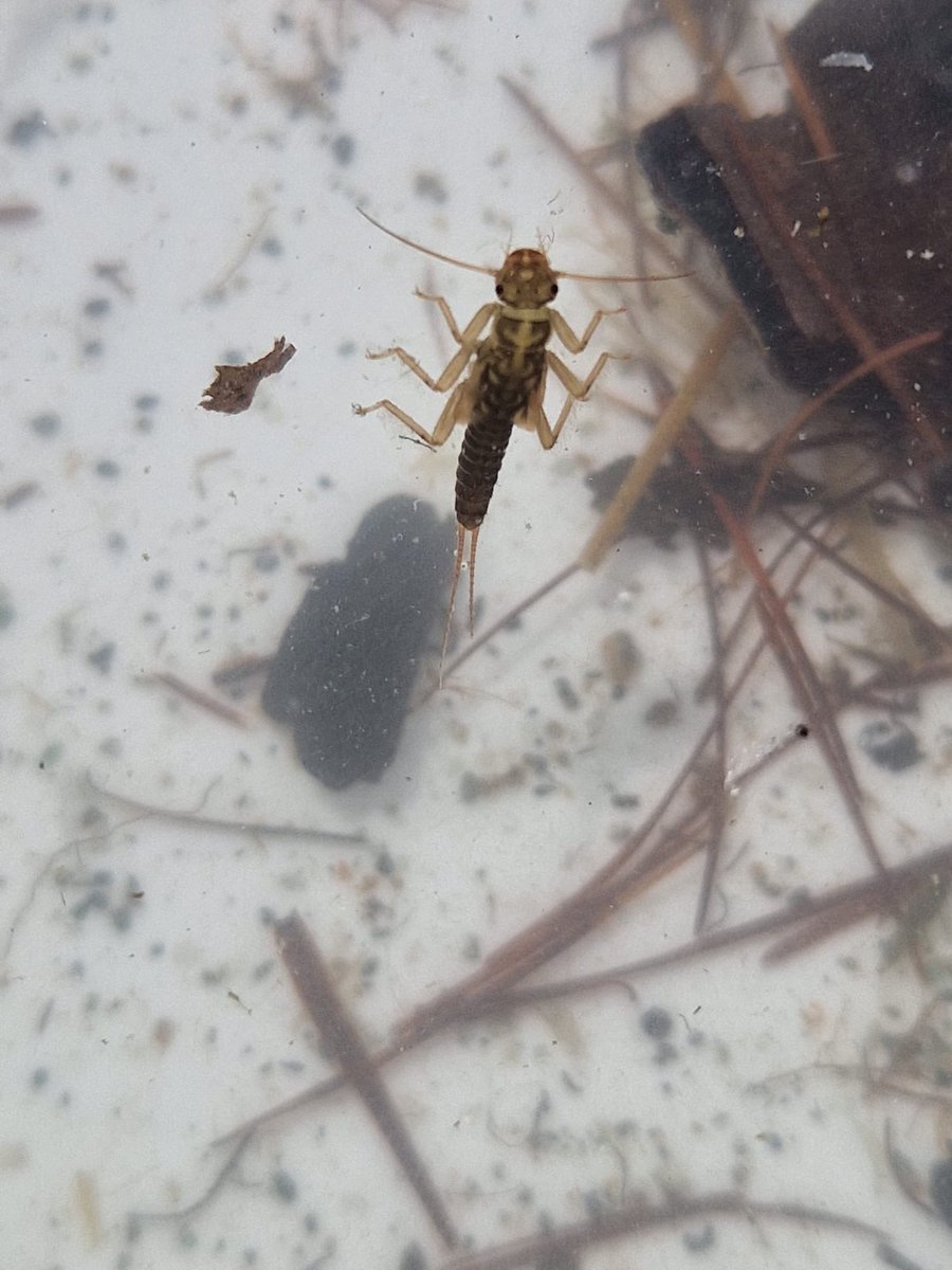 Oggi celebriamo la Giornata mondiale della #biodiversità studiando le comunità di macroinvertebrati bentonici dei torrenti, piccoli organismi che vivono sul fondo degli alvei e danno preziose informazioni sulla qualità.
E tu, lo sai che non ci sono solo trote nei nostri torrenti?